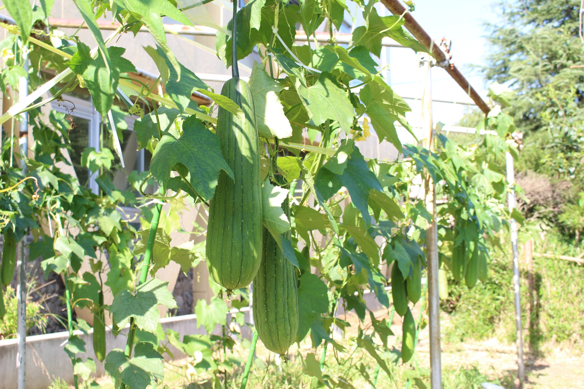 ナーベラーのアイキャッチ画像