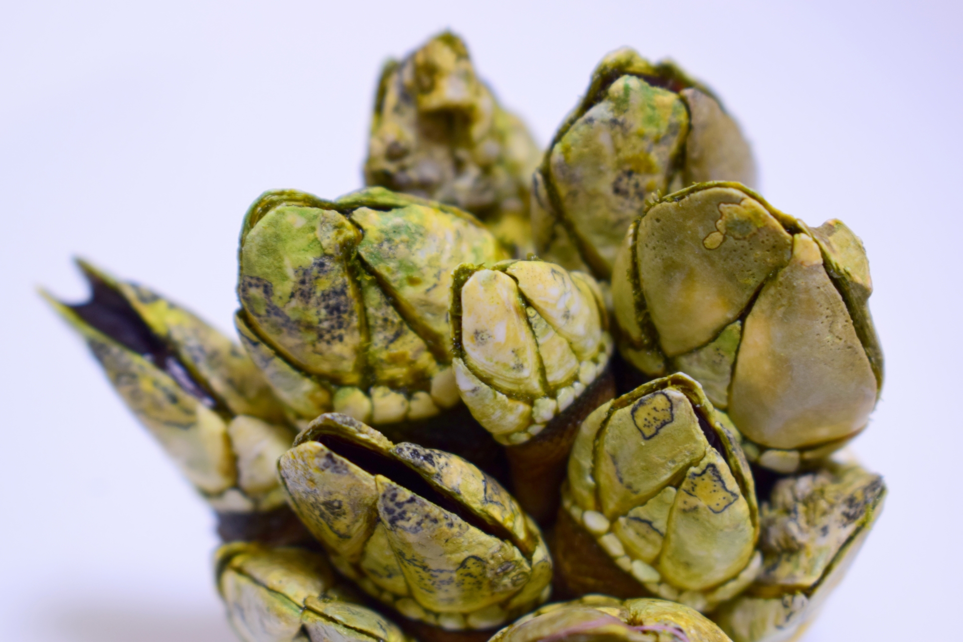 カメノテの記事のアイキャッチ画像