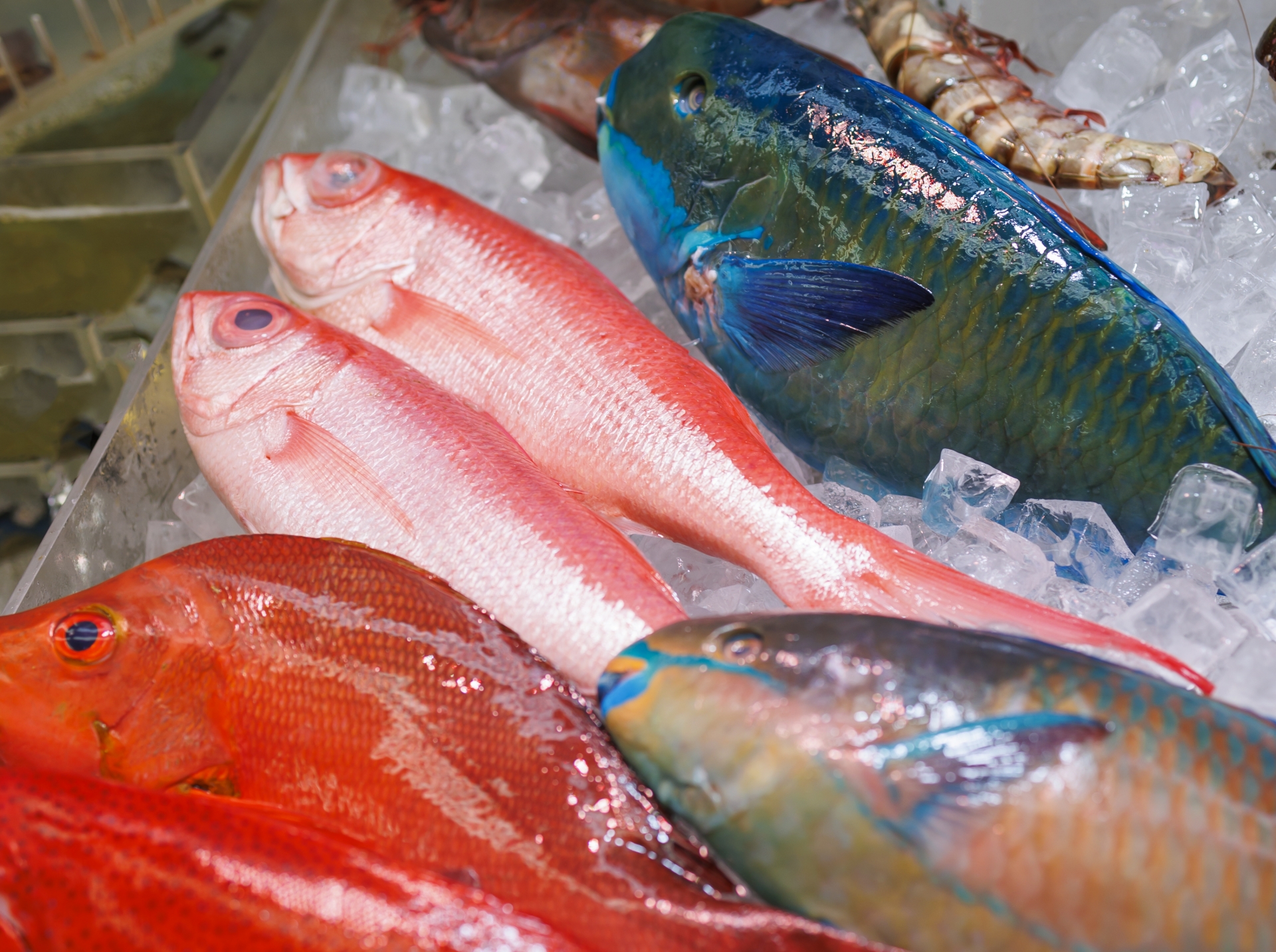 イラブーチャーのアイキャッチ画像