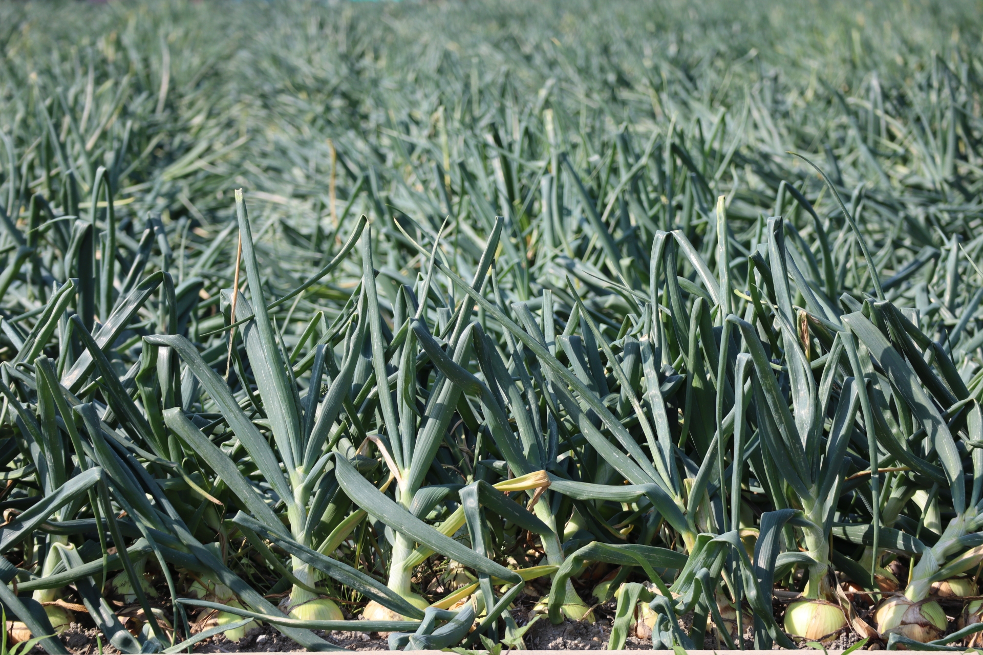 島たまねぎのアイキャッチ画像